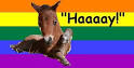 Gay horse -