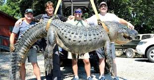 Image result for Farmer catches 100-year-old alligator that kept killing his cows