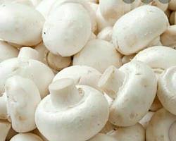 Image of White mushroom vegetable