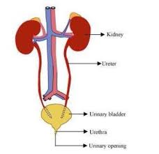 Resultado de imagen de excretory system