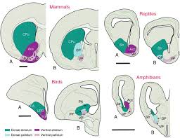 Image result for ventral striatum