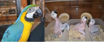 Image result for baby macaw parrot for sale