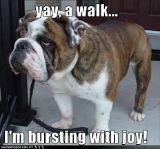 Image result for funny pics of dogs