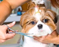 shih tzu getting groomed