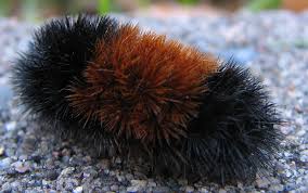 Image result for wooly bears
