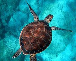 turtleの画像
