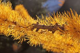 Image result for larch tree