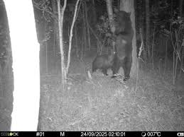 Camera trap captured a family of bears...