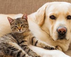 Evcil hayvan hastalıkları ve yaralanmaları resmi