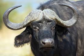 Image result for cape buffalo