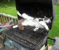 Image result for cat grill