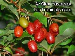 Image result for goumi