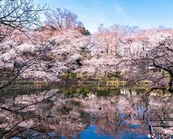 井之頭恩賜公園櫻花