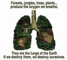 saving trees quotes - Google Search | Powerful Quotes | Pinterest ... via Relatably.com