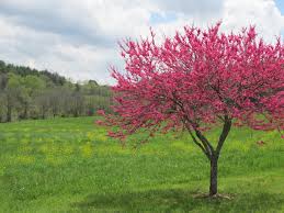 Image result for redbud tree wallpaper