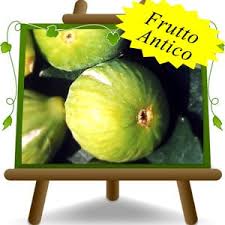 Risultati immagini per fico brogiotto