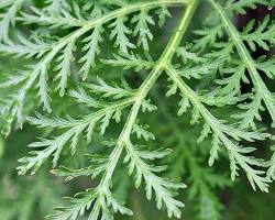 Image of Artemisia annua plant