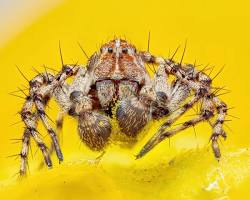 صورة winning images Closeup Photographer of the Year competition macro photography micro photography