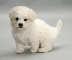 Image result for bichon frise