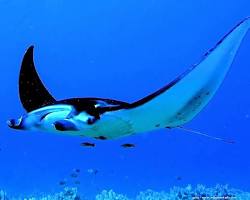 Raia-Manta