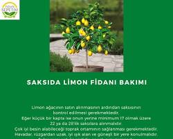 Limon fidanı sulama