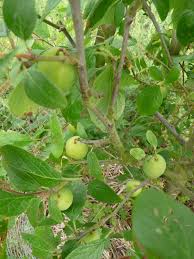 Image result for early transparent gage