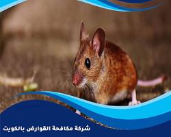 شركة الفيروز، شركة مكافحة الحشرات والقوارض في الكويت