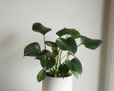 Campanula Design houseplants