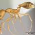 Pharaoh ant