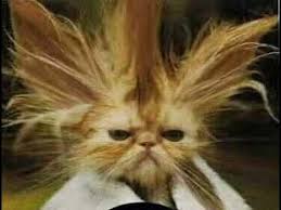 Resultado de imagem para mundo dos gatos