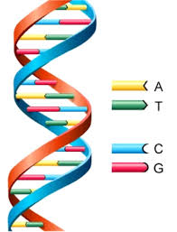 Risultati immagini per dna