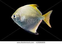 Image result for moonfish