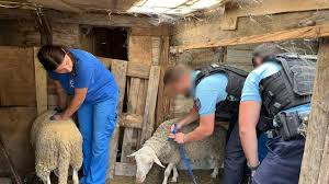 Brigitte Bardot Foundation Tackles Illegal Animal Slaughter in France - Imagen principal del artículo
