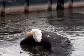 Jackie, Bald Eagle and Webcam Star, Is Recovering After an Attack in California