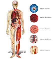 Resultado de imagen para cuerpo humano