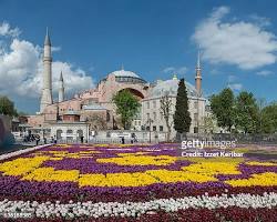 Image of Istanbul's iconic Hagia Sophia and Blue Mosque with colorful tulips