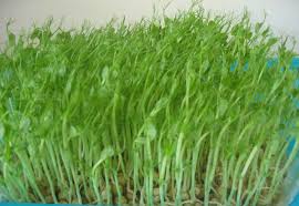 Image result for RAU MẦM CẢI XANH