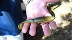 Big ez swimbait