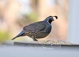 Image result for quails