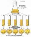 Präadaptation - Lexikon der Biologie