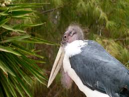 Risultati immagini per marabu