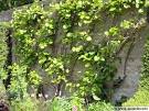 Arbres fruitiers palissés mur