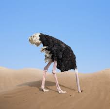 Image result for ostrich
