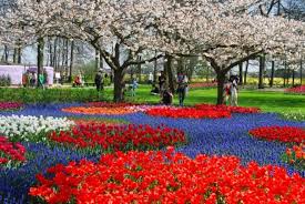 Image result for keukenhof gardens