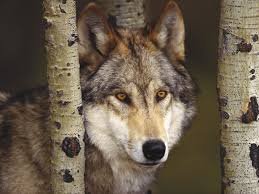 Image result for wolf pics