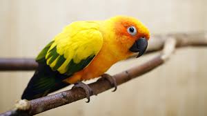 Image result for macaw parrot hd