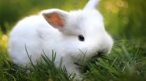 Image result for RABBIT