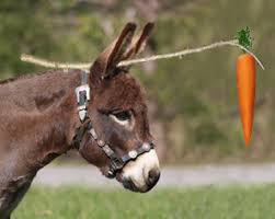 Image result for donkey chasing carrot + images