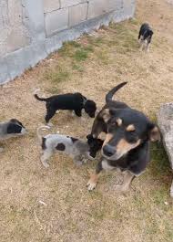 Heartwarming Animal Rescue Stories