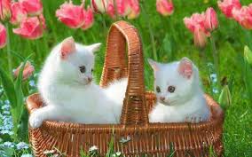 Image result for cute cat images hd